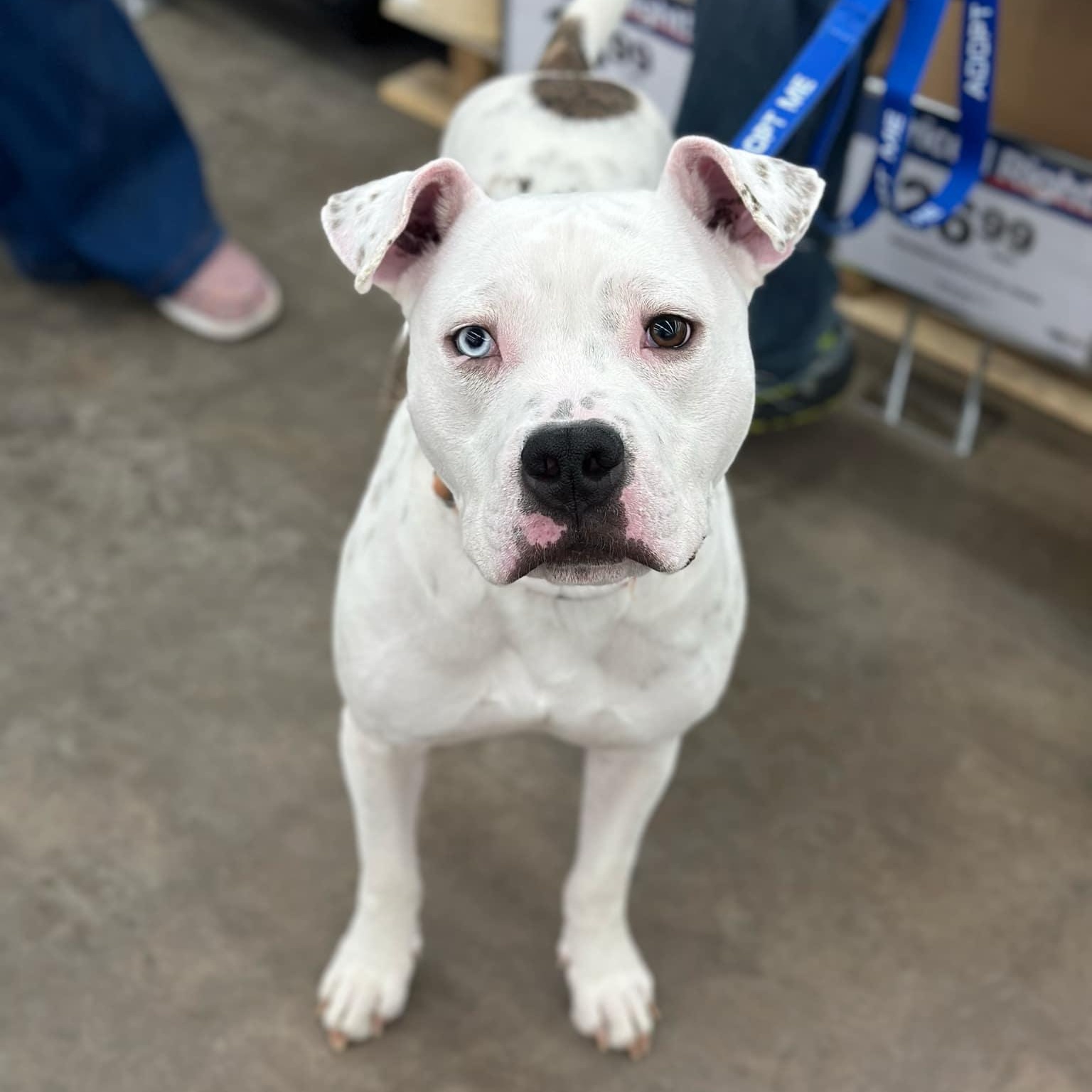 Oliver, a Adoptable mixed breed in Des Moines, IA image 4/6