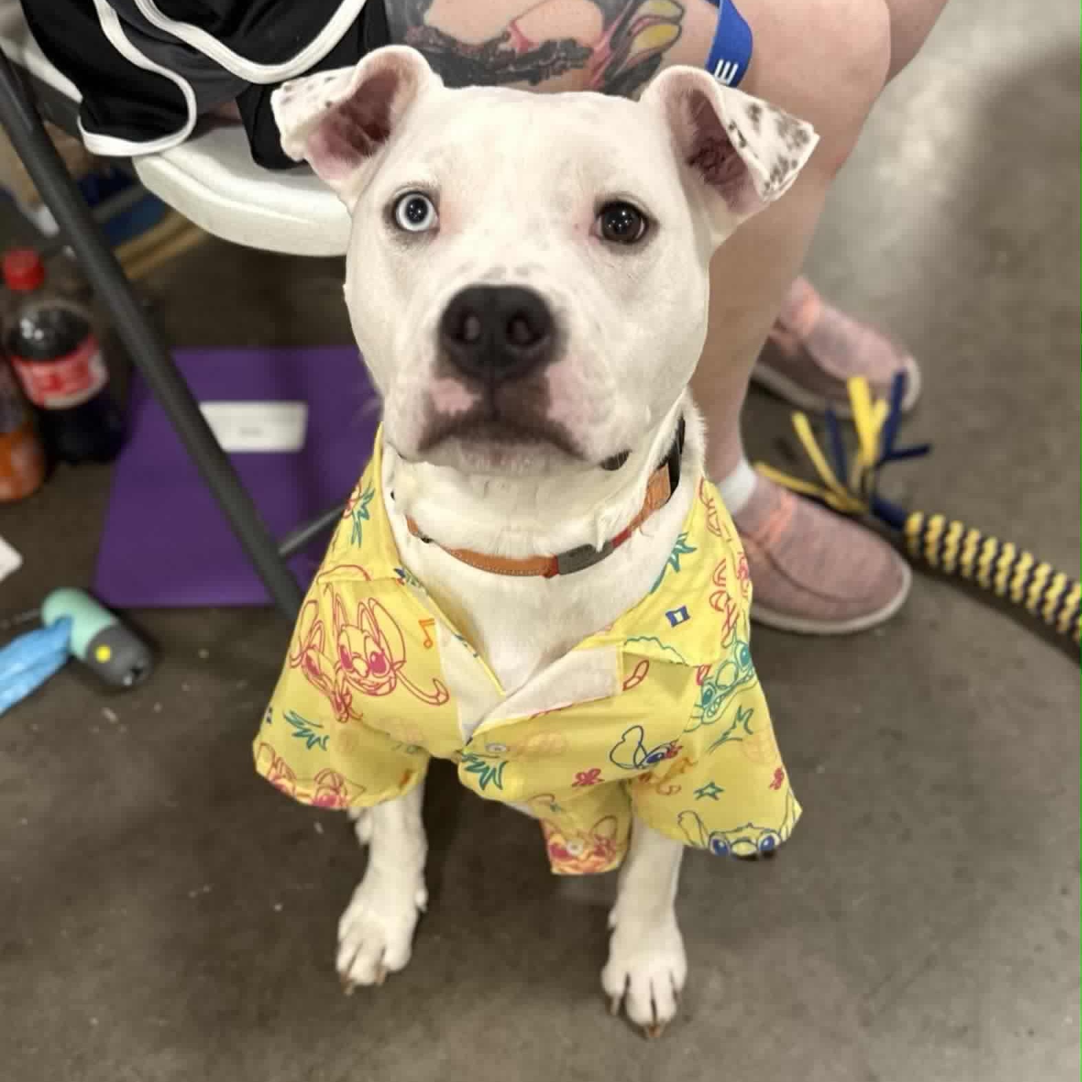 Oliver, a Adoptable mixed breed in Des Moines, IA image 3/6