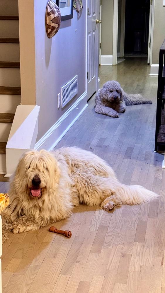 Gobi, Adoptable, Adult Male Klee Kai & Great Pyrenees.