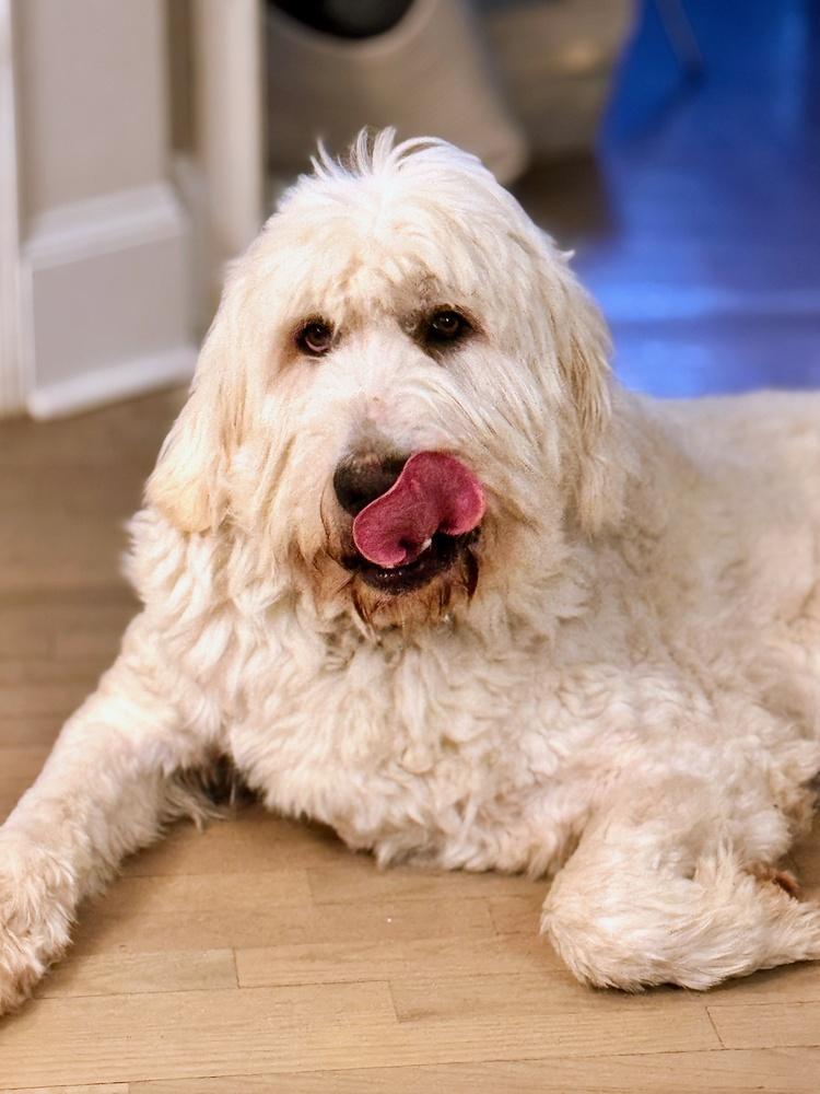 Enlarge Gobi, a Adoptable mixed breed in Dacula, GA image 2/6