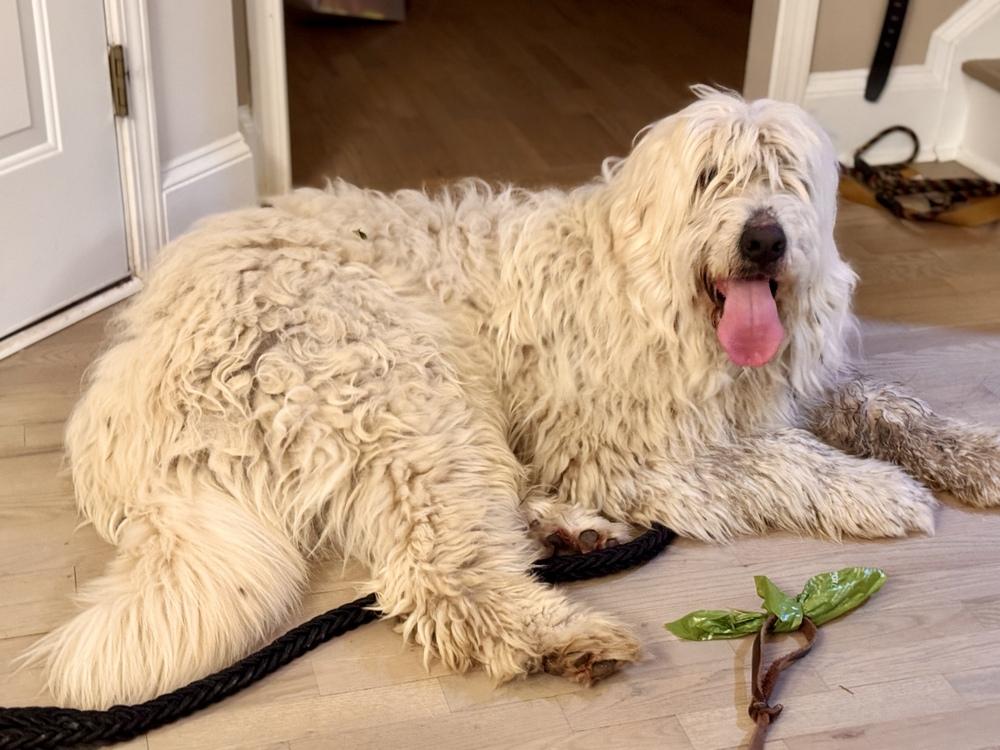 Enlarge Gobi, a Adoptable mixed breed in Dacula, GA image 3/6