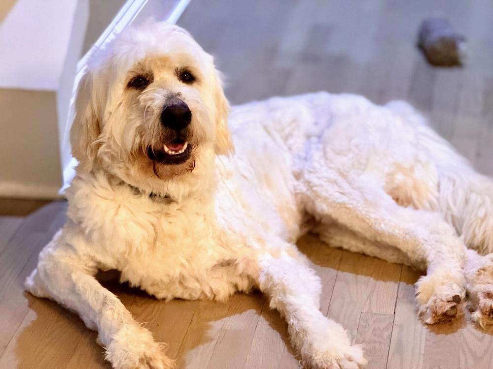 Enlarge Gobi, a Adoptable mixed breed in Dacula, GA image 4/6