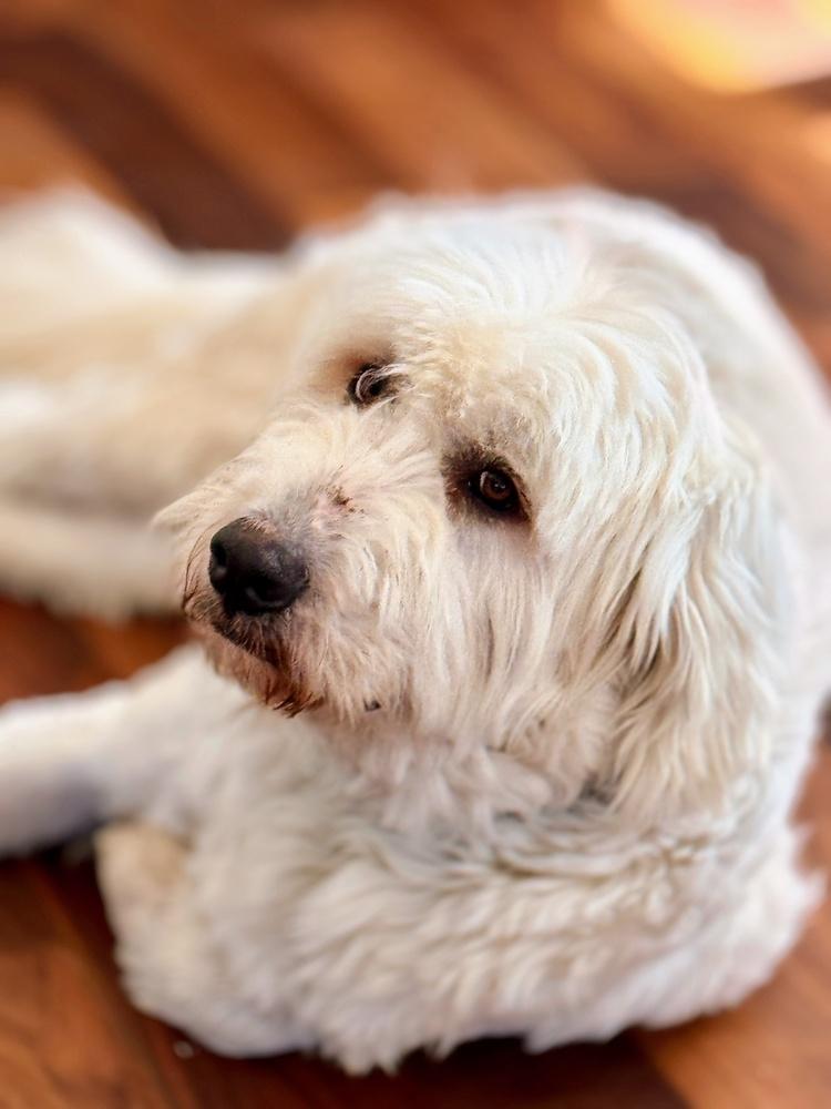 Enlarge Gobi, a Adoptable mixed breed in Dacula, GA image 5/6