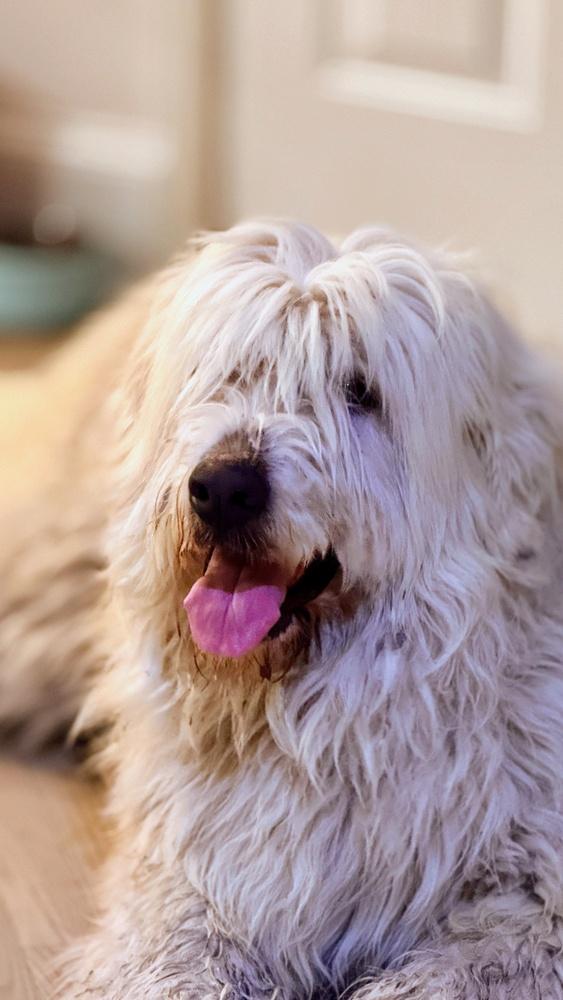 Enlarge Gobi, a Adoptable mixed breed in Dacula, GA image 6/6