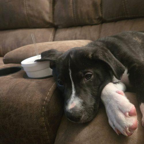 RAJ, Adoptable, Puppy Male Labrador Retriever & Shepherd.