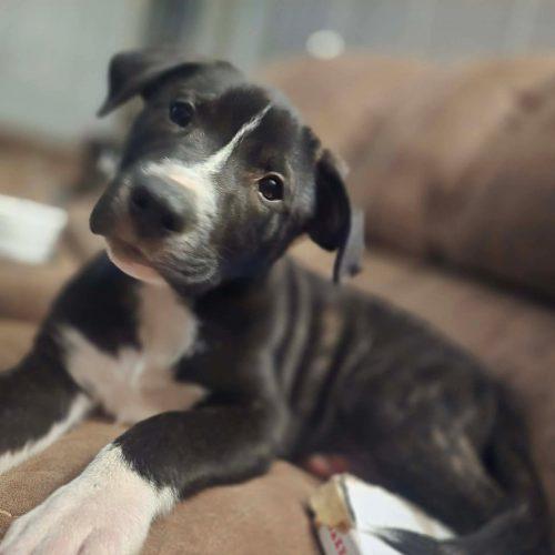 Enlarge RAJ, a Adoptable mixed breed in Wilmington, NC image 3/4