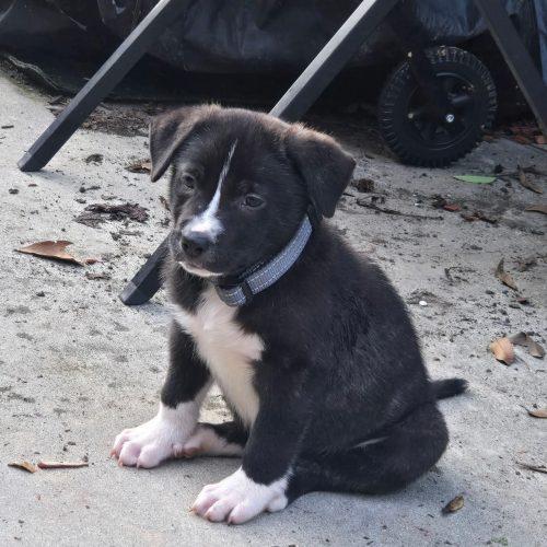 Enlarge RAJ, a Adoptable mixed breed in Wilmington, NC image 2/4