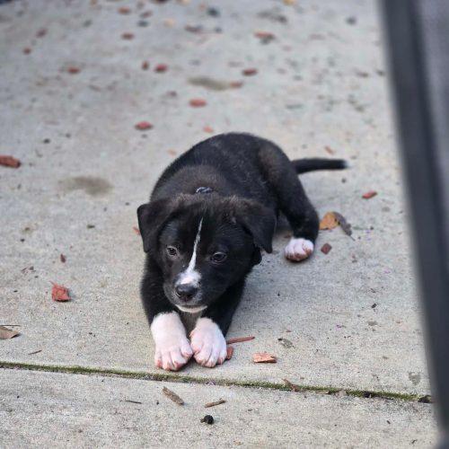 Enlarge RAJ, a Adoptable mixed breed in Wilmington, NC image 4/4