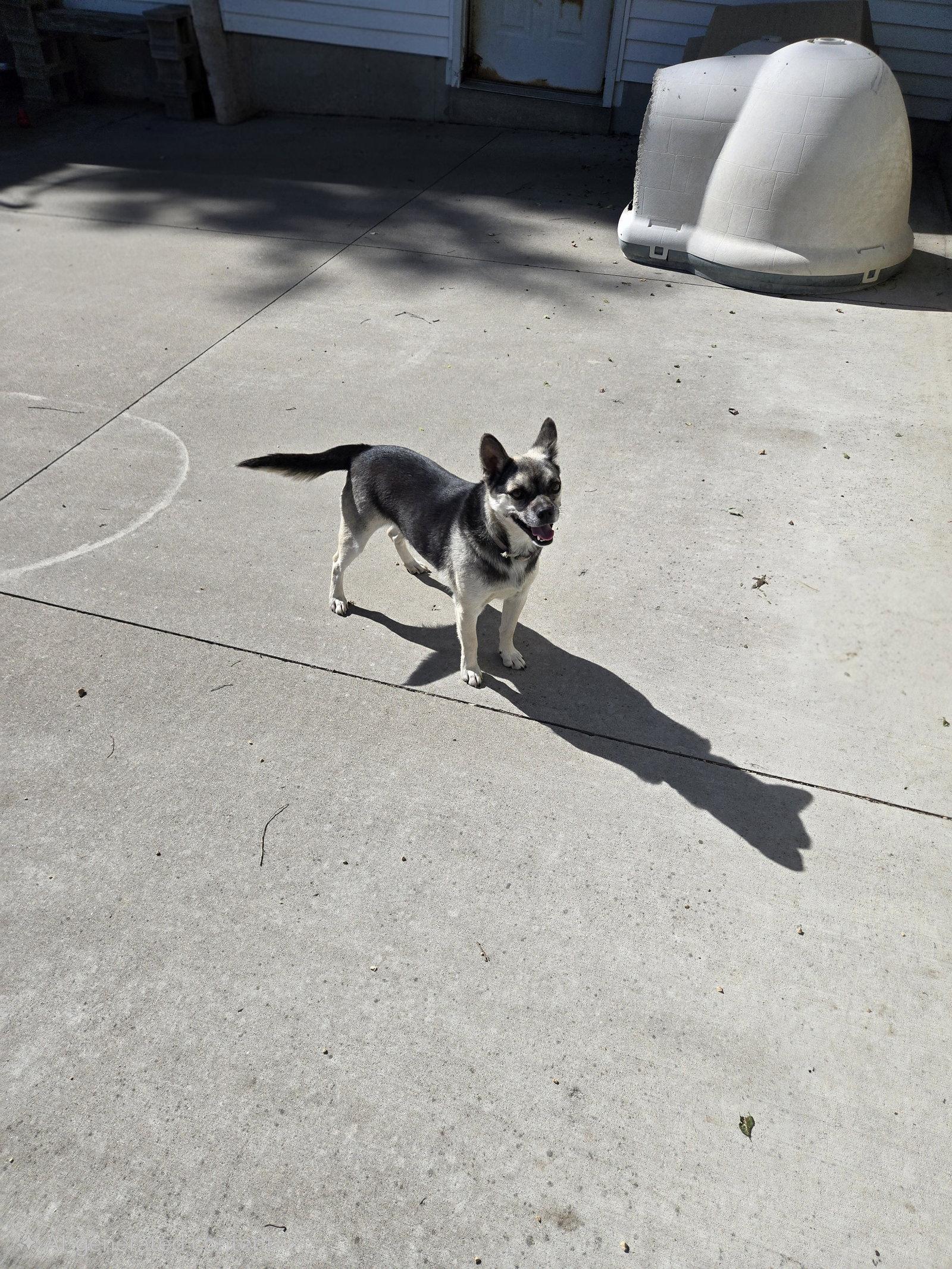 Buster, Adoptable, Adult Male Terrier.