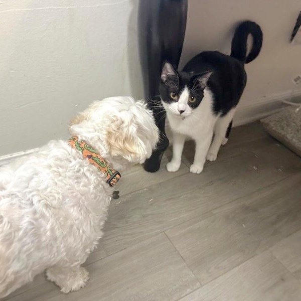 Peanut Pie — thumbnail 2