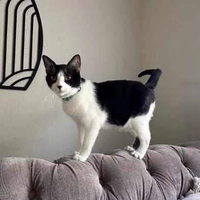 Peanut Pie — thumbnail 3