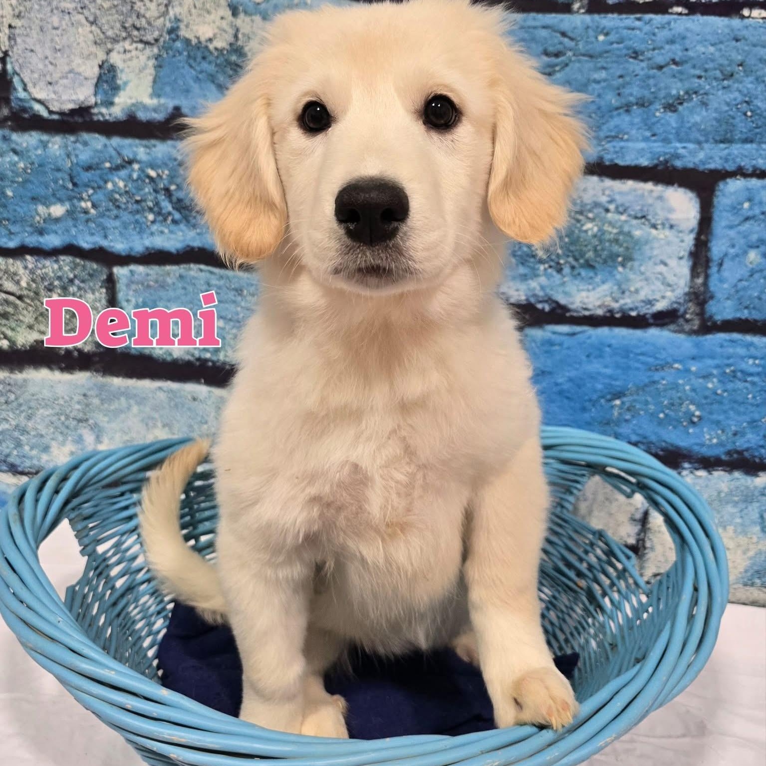 Enlarge Demi, a ADOPTABLE mixed breed in Joliet, IL image 1/1