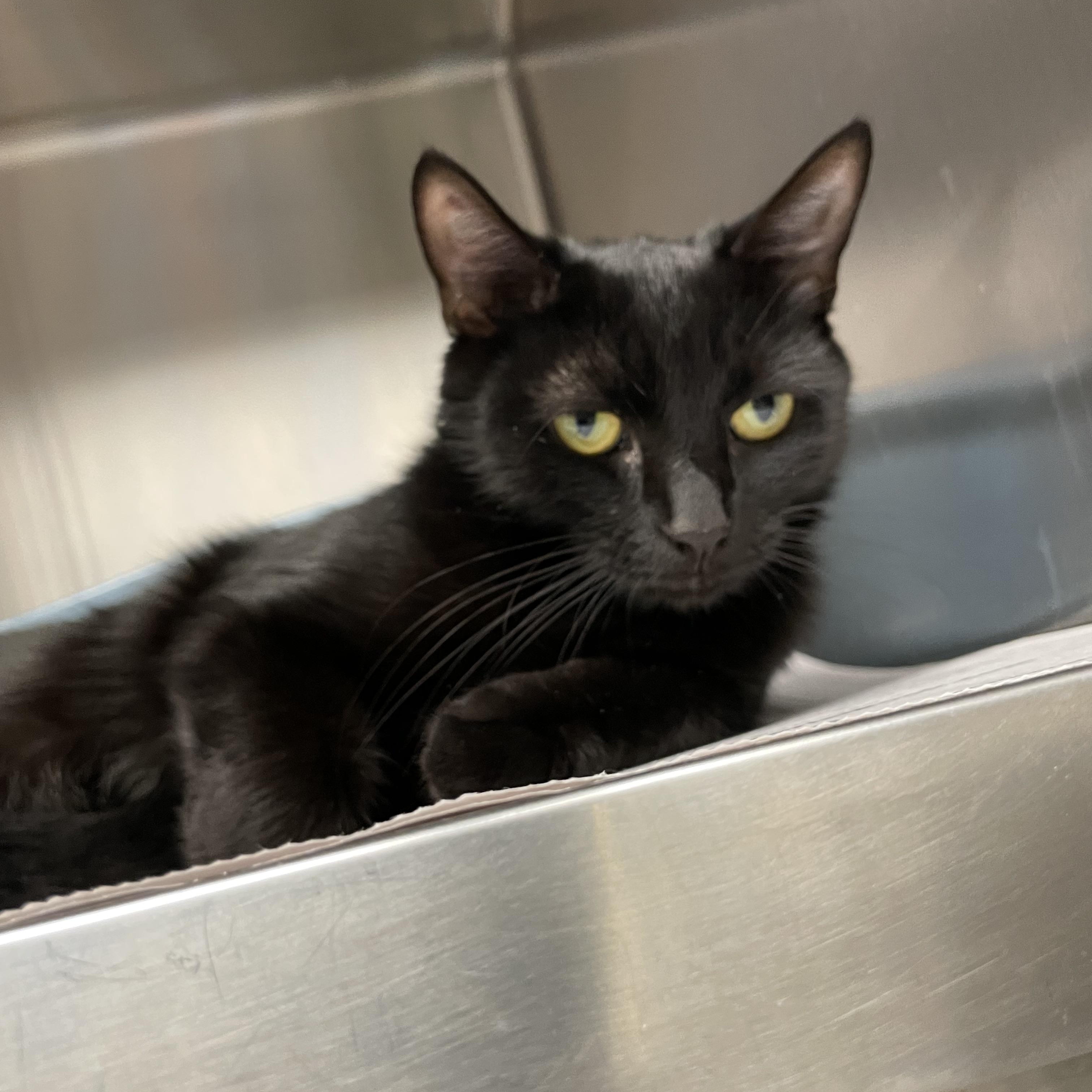 Expresso, adopted, Kitten Female American Shorthair.