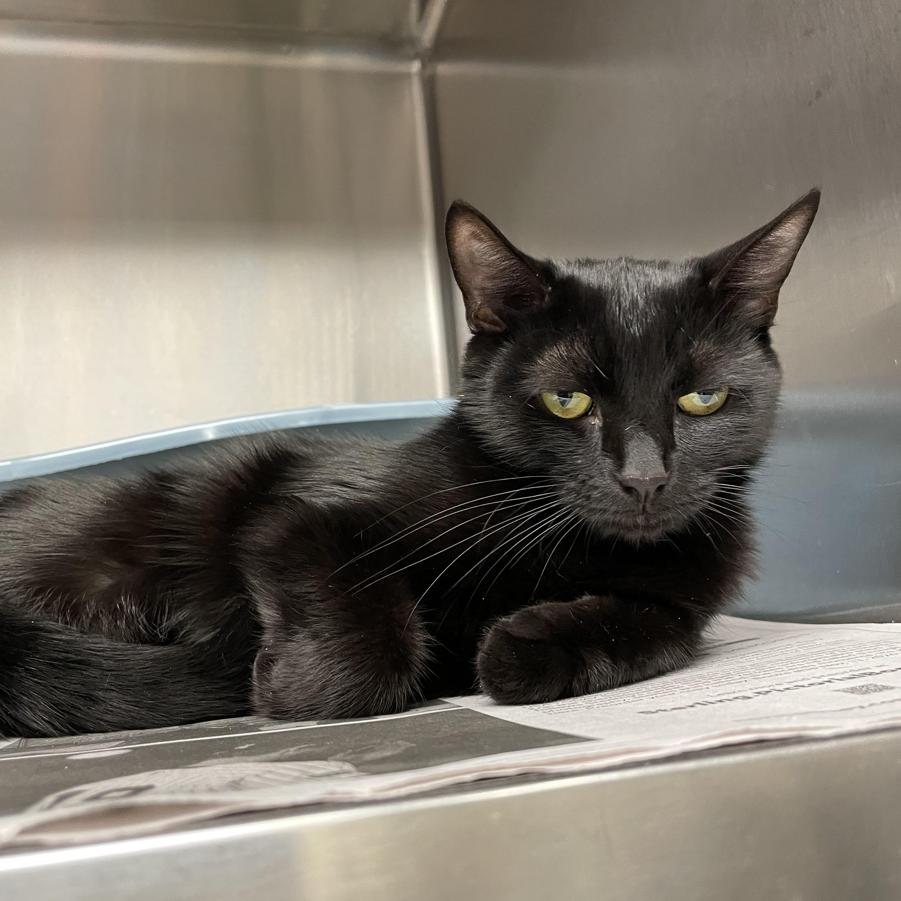 Expresso, an adopted American Shorthair in North Kingstown, RI image 3/4
