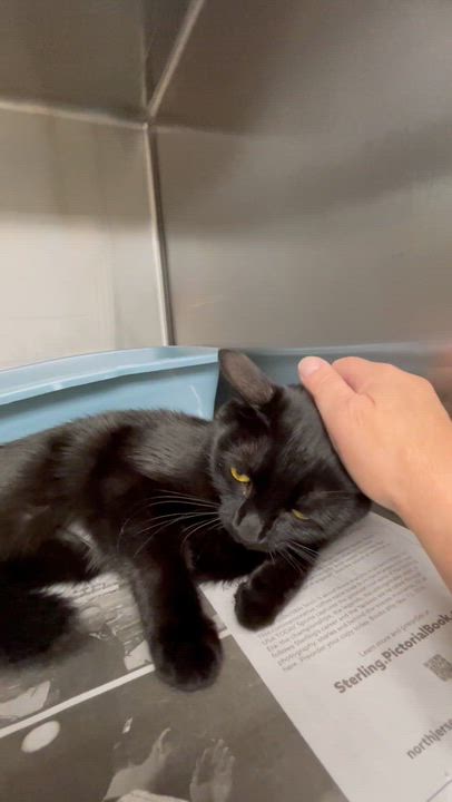 Enlarge Expresso, an adopted American Shorthair in North Kingstown, RI video 2/4