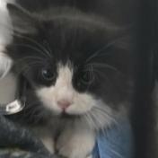 Fuzz Lightyear, Adoptable, Kitten Male Domestic Medium Hair.