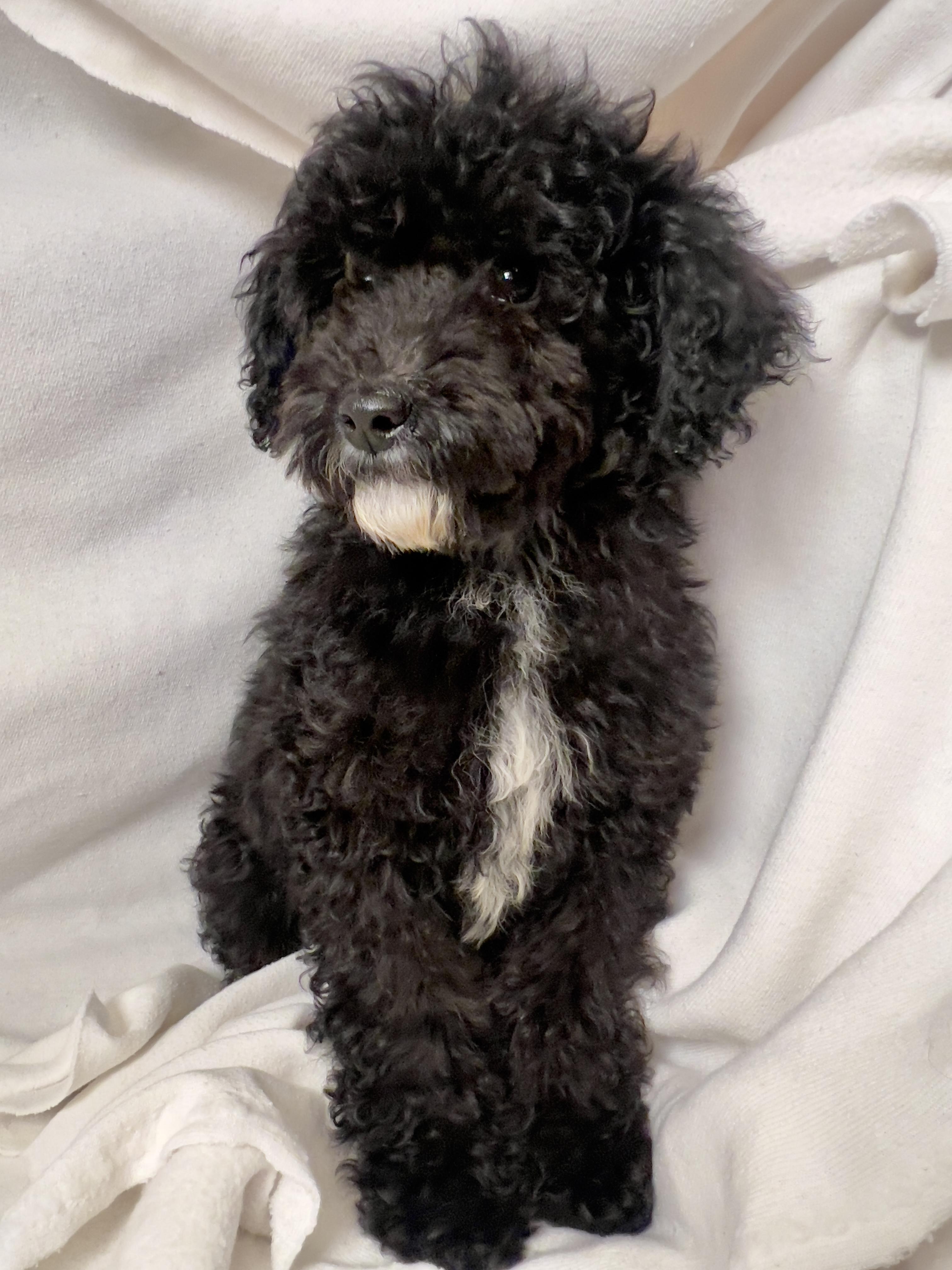 Enlarge Fifi, an adopted mixed breed in Hawthorne, CA image 3/5