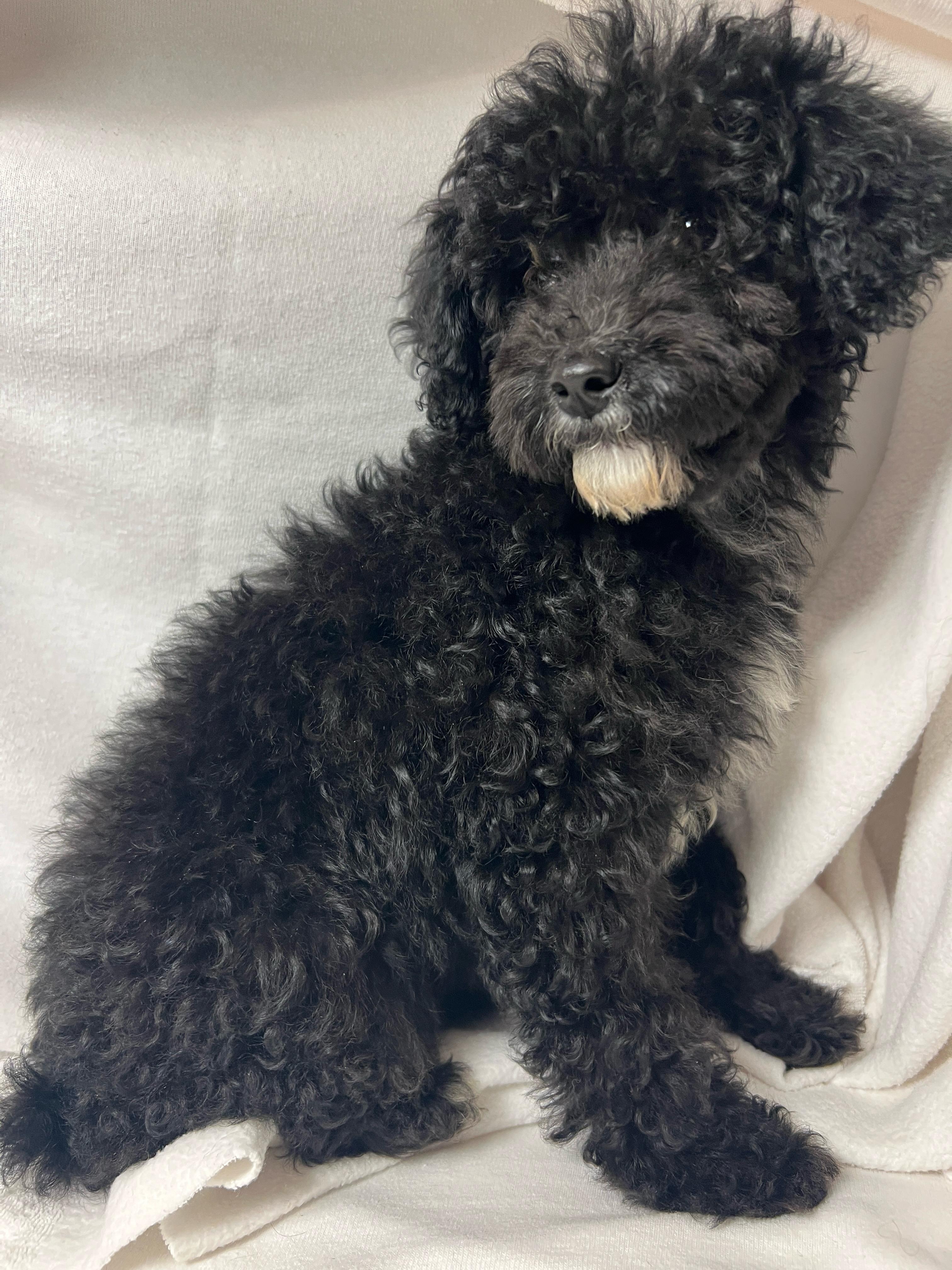 Enlarge Fifi, an adopted mixed breed in Hawthorne, CA image 2/5