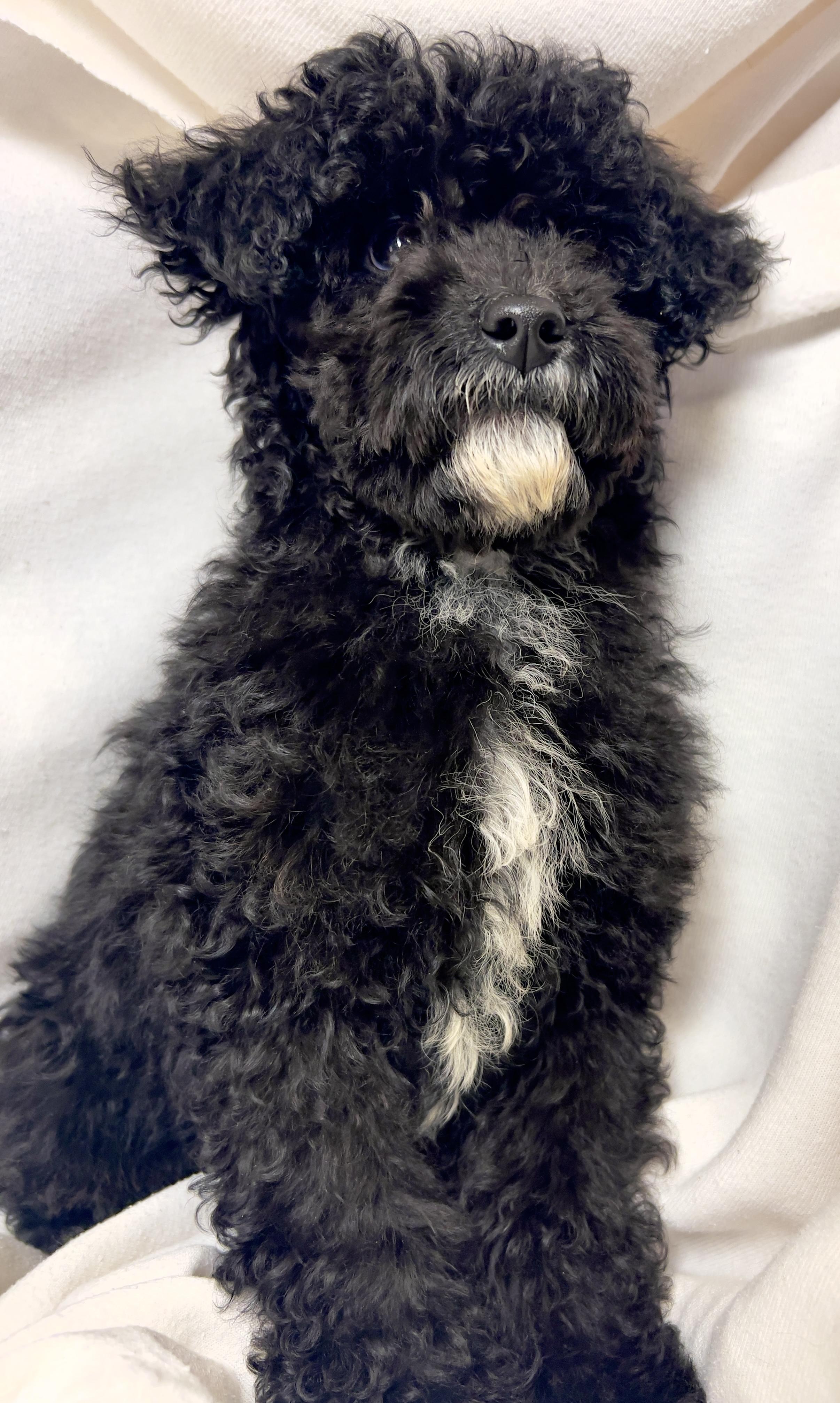 Enlarge Fifi, an adopted mixed breed in Hawthorne, CA image 1/5