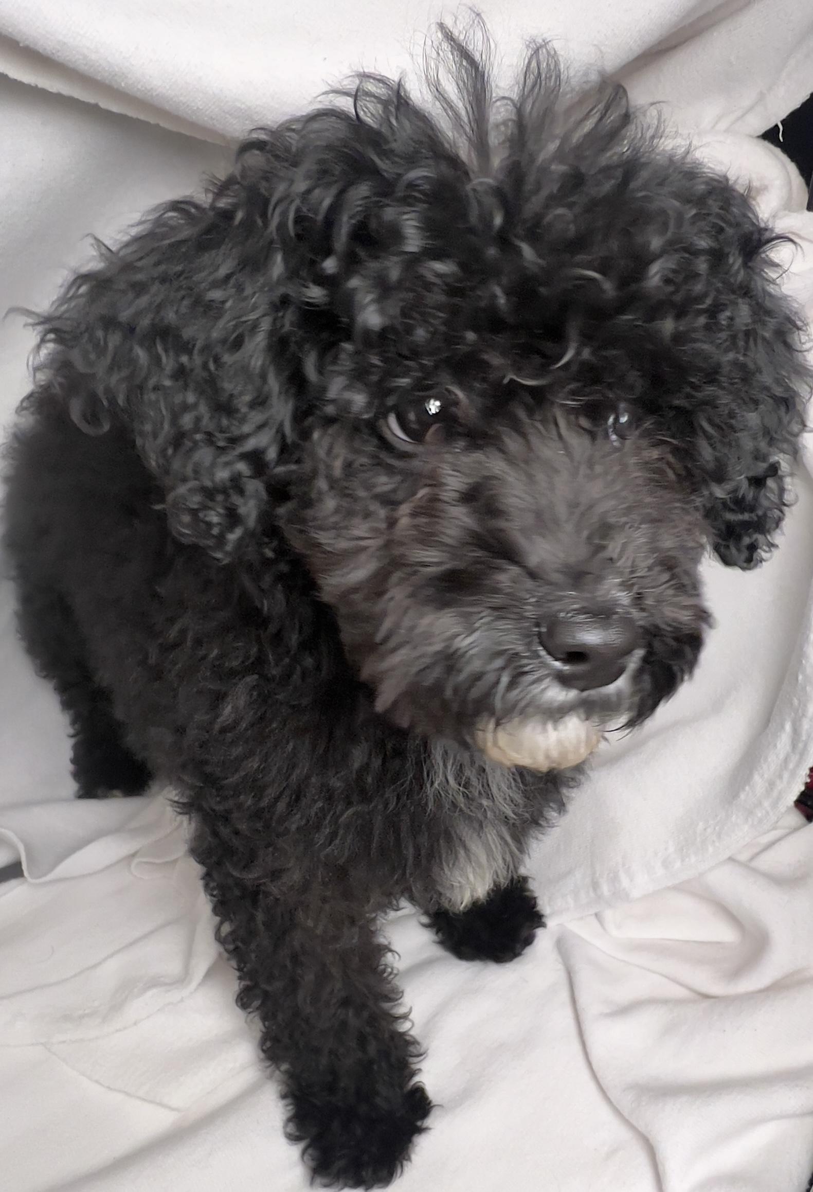 Enlarge Fifi, an adopted mixed breed in Hawthorne, CA image 5/5