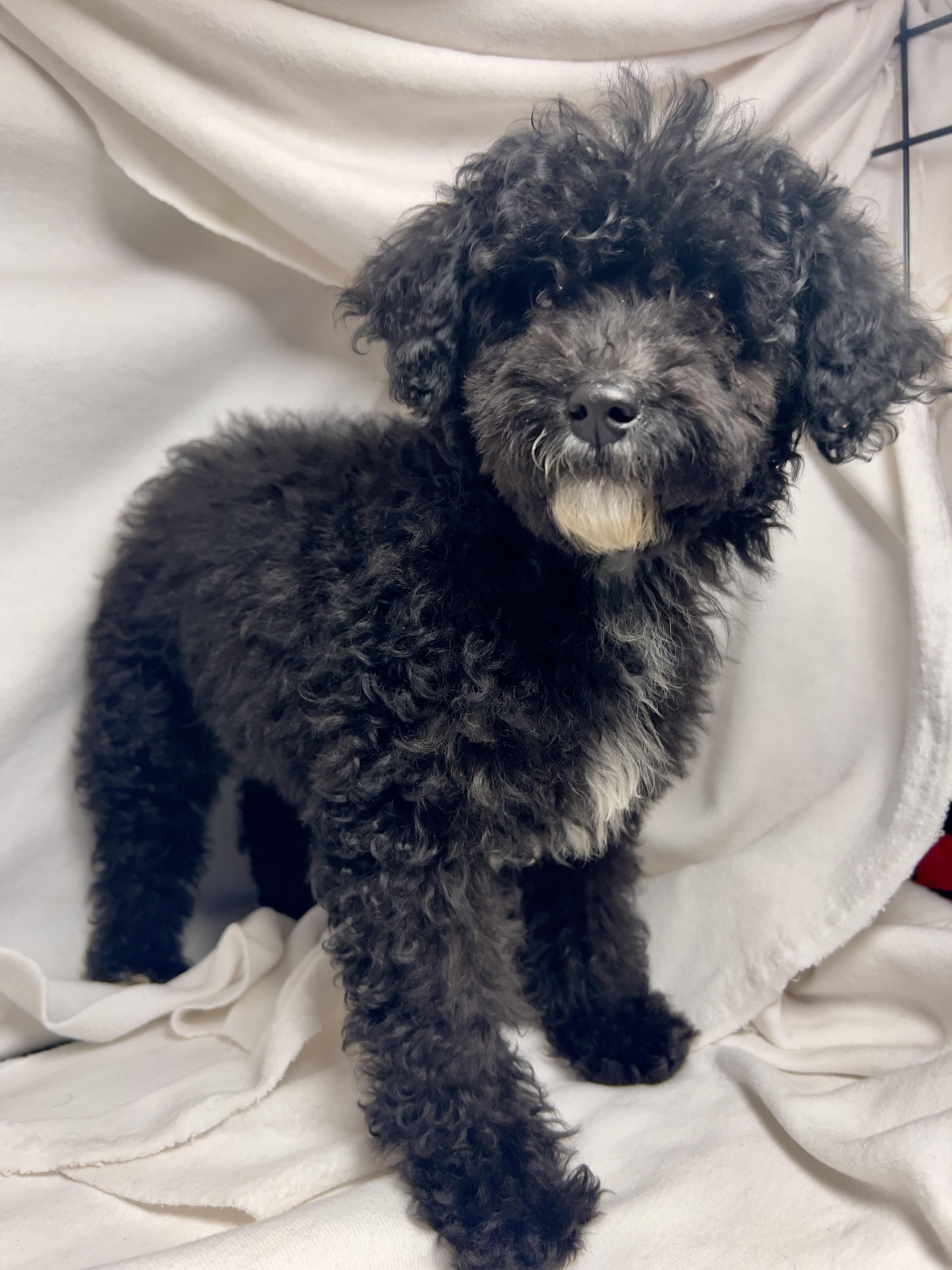 Enlarge Fifi, an adopted mixed breed in Hawthorne, CA image 4/5