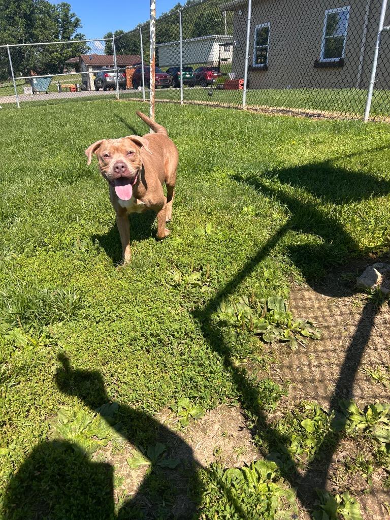 Oni, Adoptable, Adult Female Pit Bull Terrier.