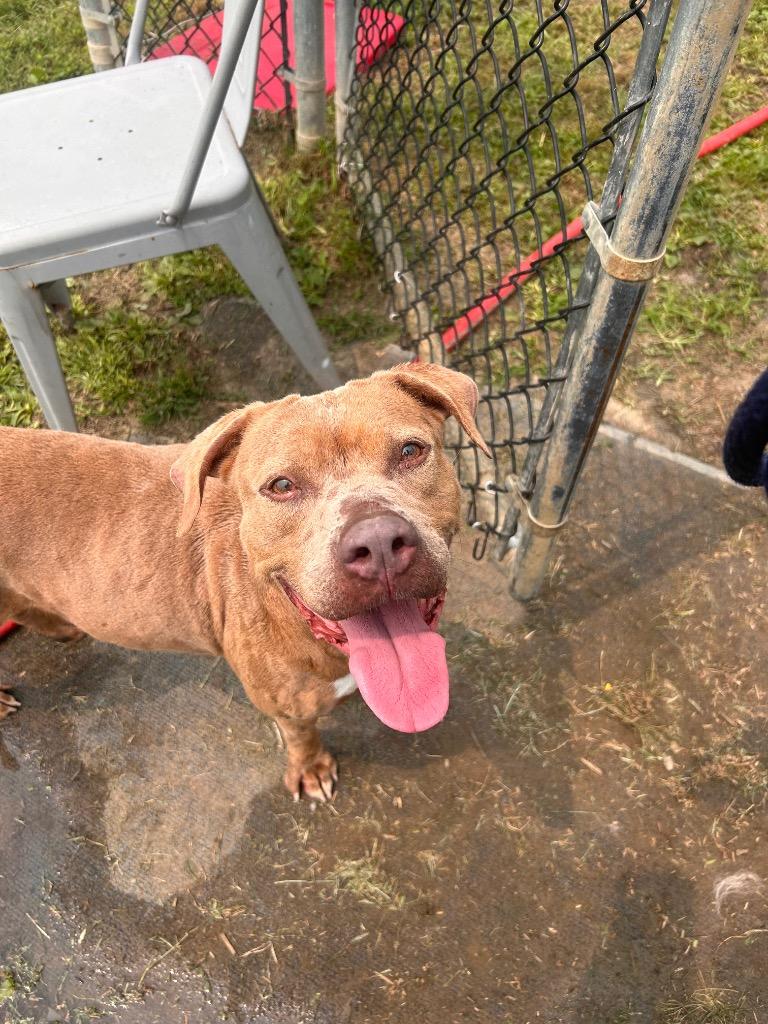 Enlarge Oni, a Adoptable Pit Bull Terrier in New Manchester, WV image 2/6