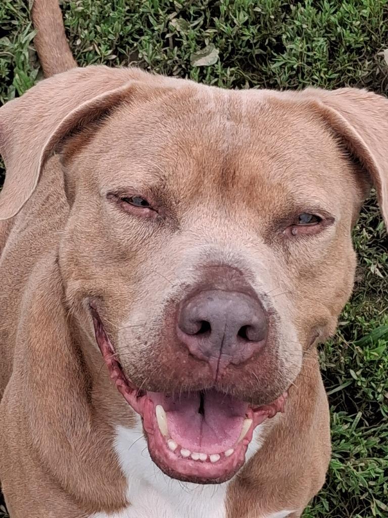 Enlarge Oni, a Adoptable Pit Bull Terrier in New Manchester, WV image 3/6
