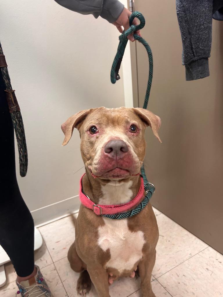 Oni, a Adoptable Pit Bull Terrier in New Manchester, WV image 2/4