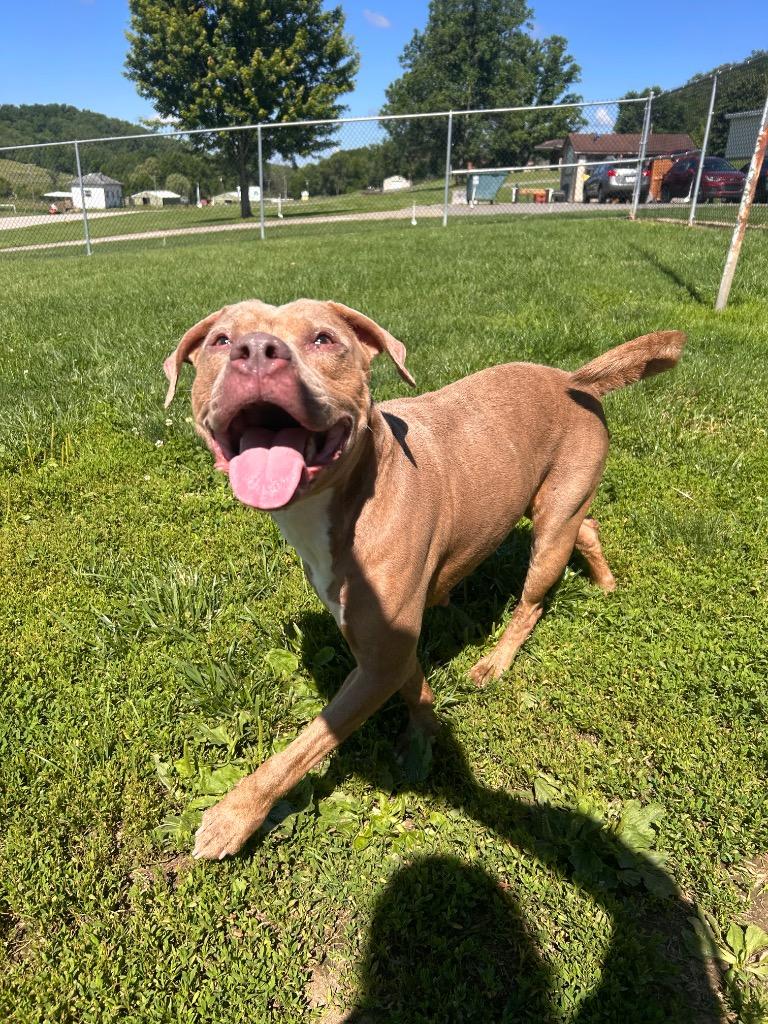Oni, a Adoptable Pit Bull Terrier in New Manchester, WV image 3/4