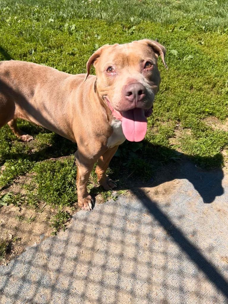 Oni, a Adoptable Pit Bull Terrier in New Manchester, WV image 4/4