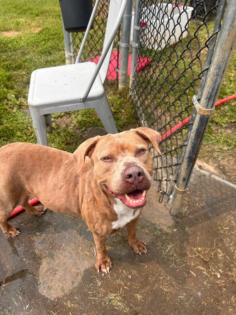 Enlarge Oni, a Adoptable Pit Bull Terrier in New Manchester, WV image 6/6