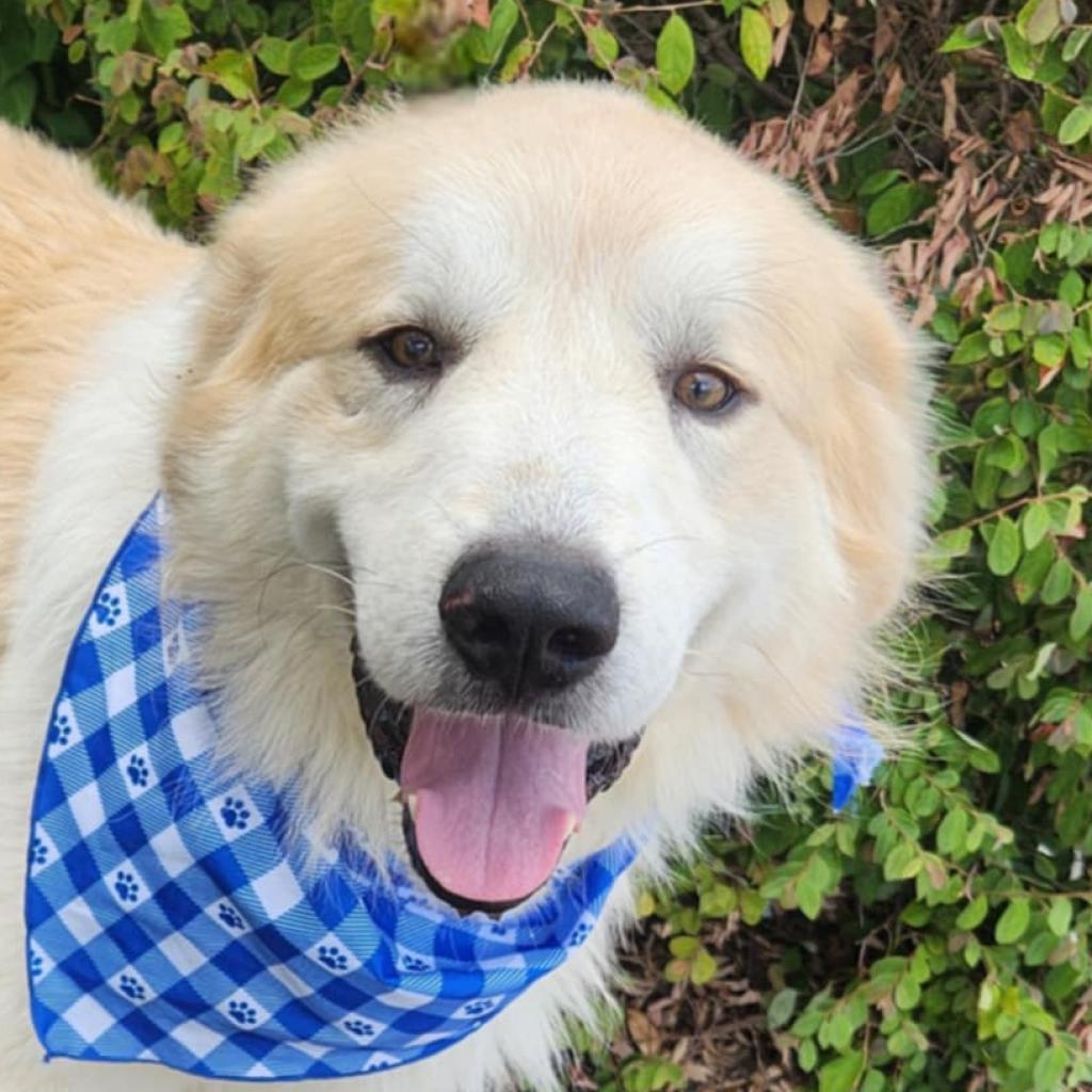 Dog for adoption Kodiak JuM, a Great Pyrenees & Anatolian Shepherd