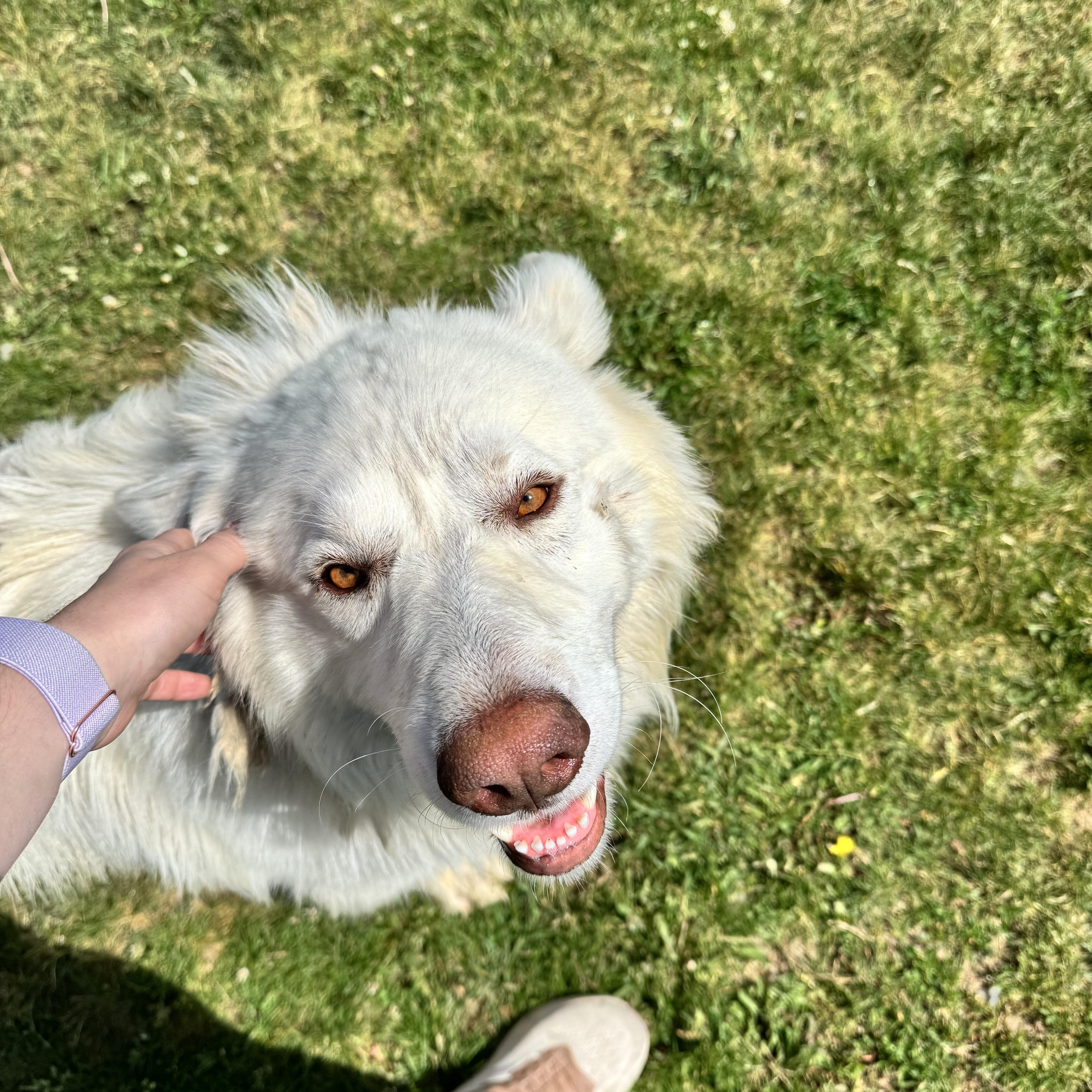 Bear, a ADOPTABLE Great Pyrenees in Dodgeville, WI image 1/3