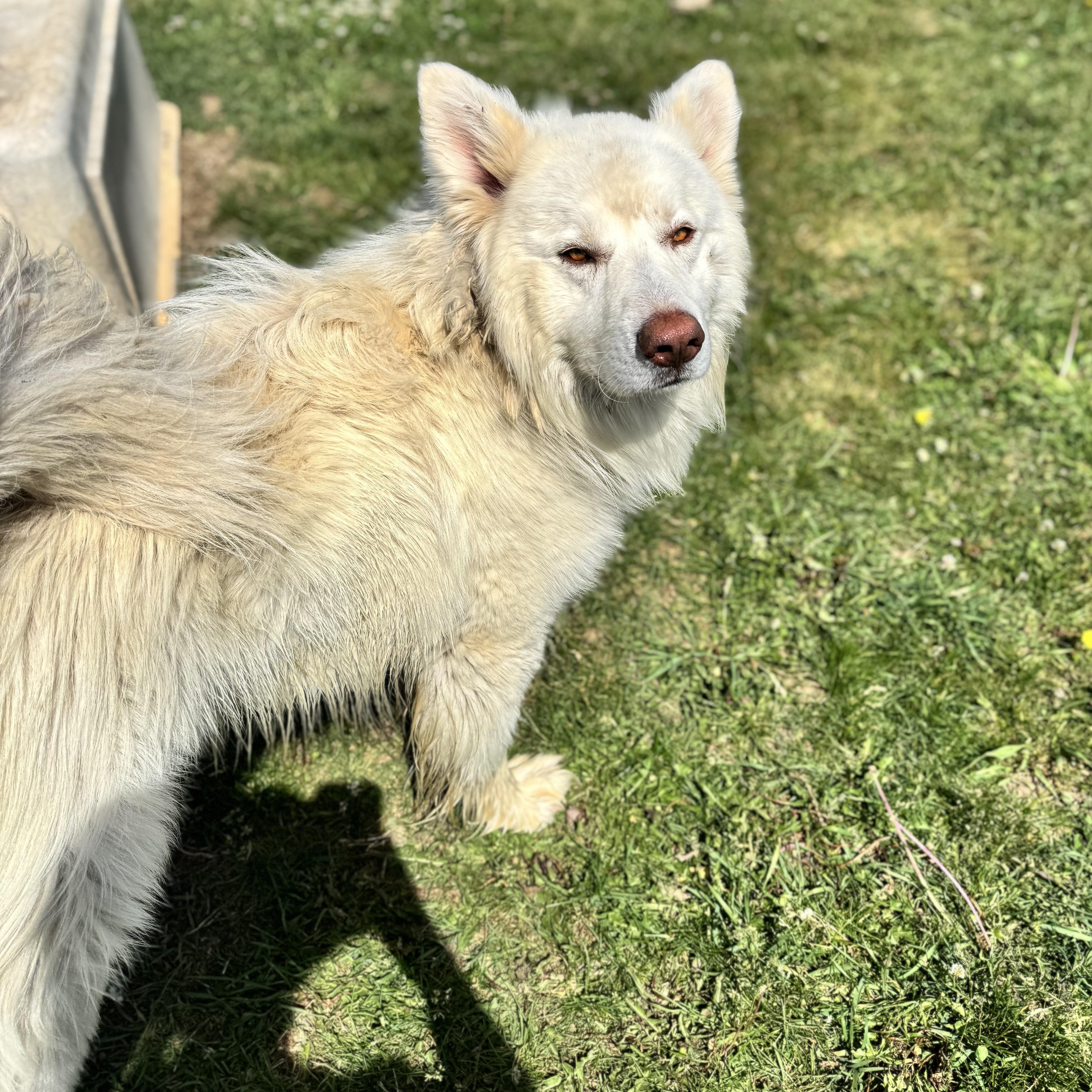 Bear, a ADOPTABLE Great Pyrenees in Dodgeville, WI image 3/3