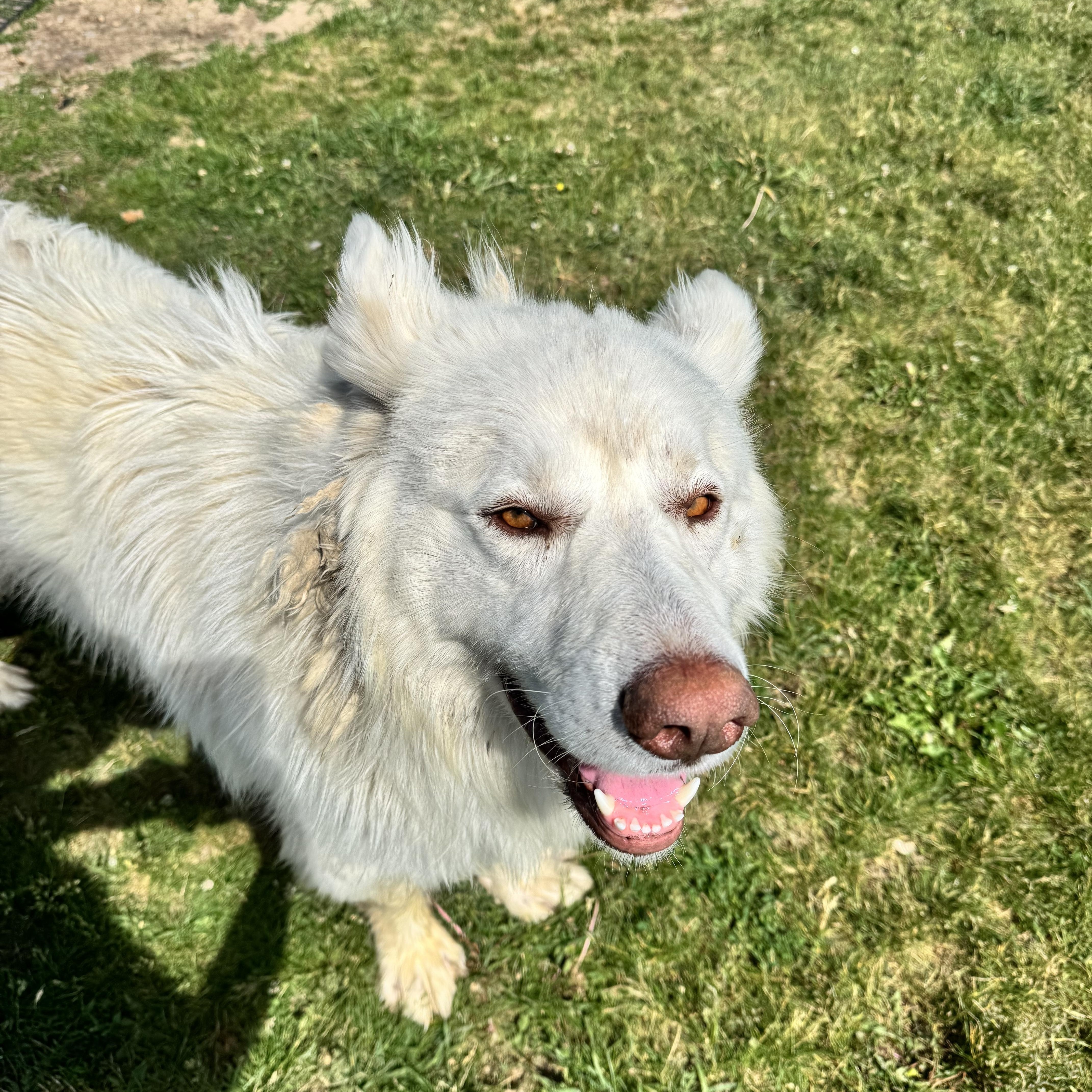 Bear, a ADOPTABLE Great Pyrenees in Dodgeville, WI image 2/3