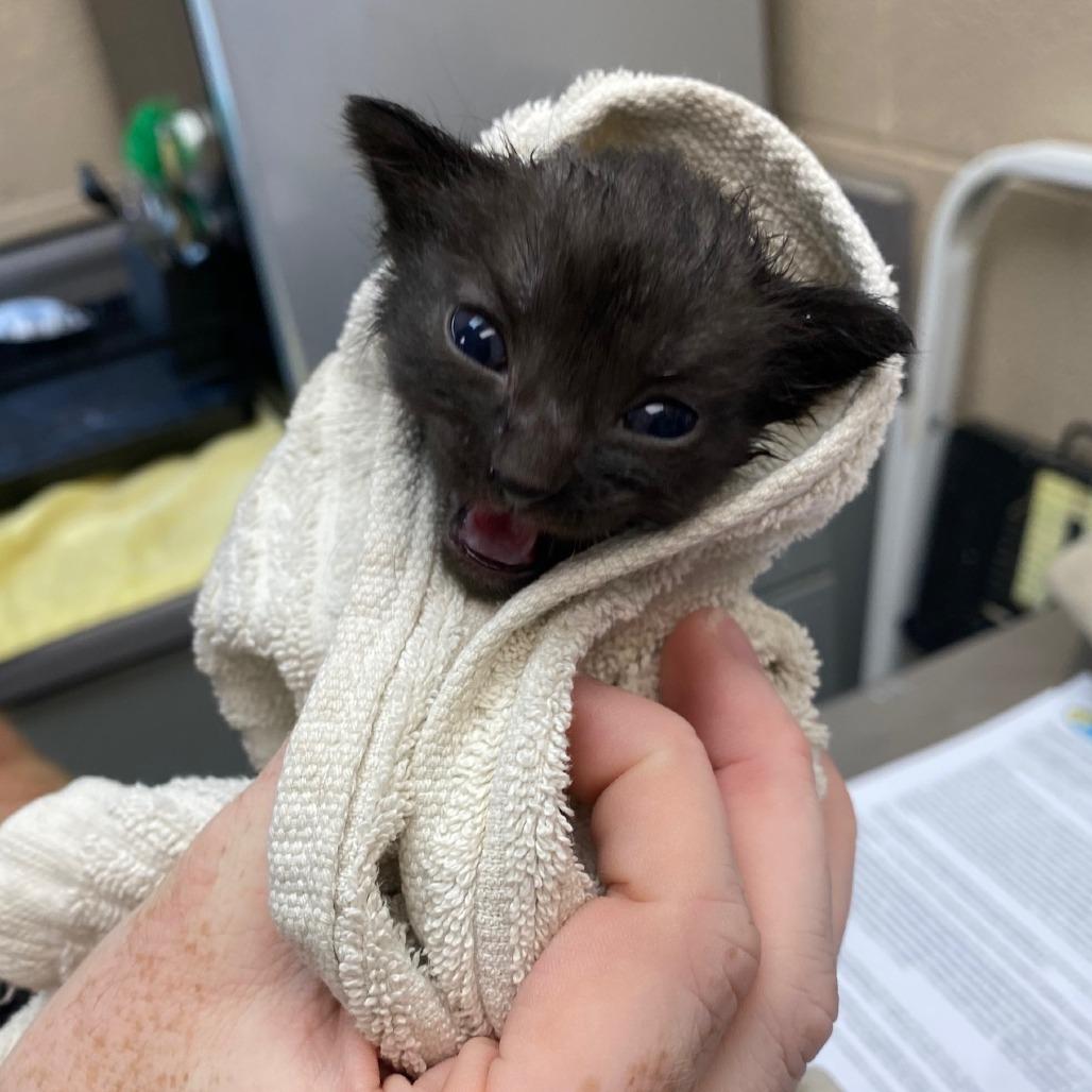 Dr. Perky, Adoptable, Kitten Female Domestic Short Hair.