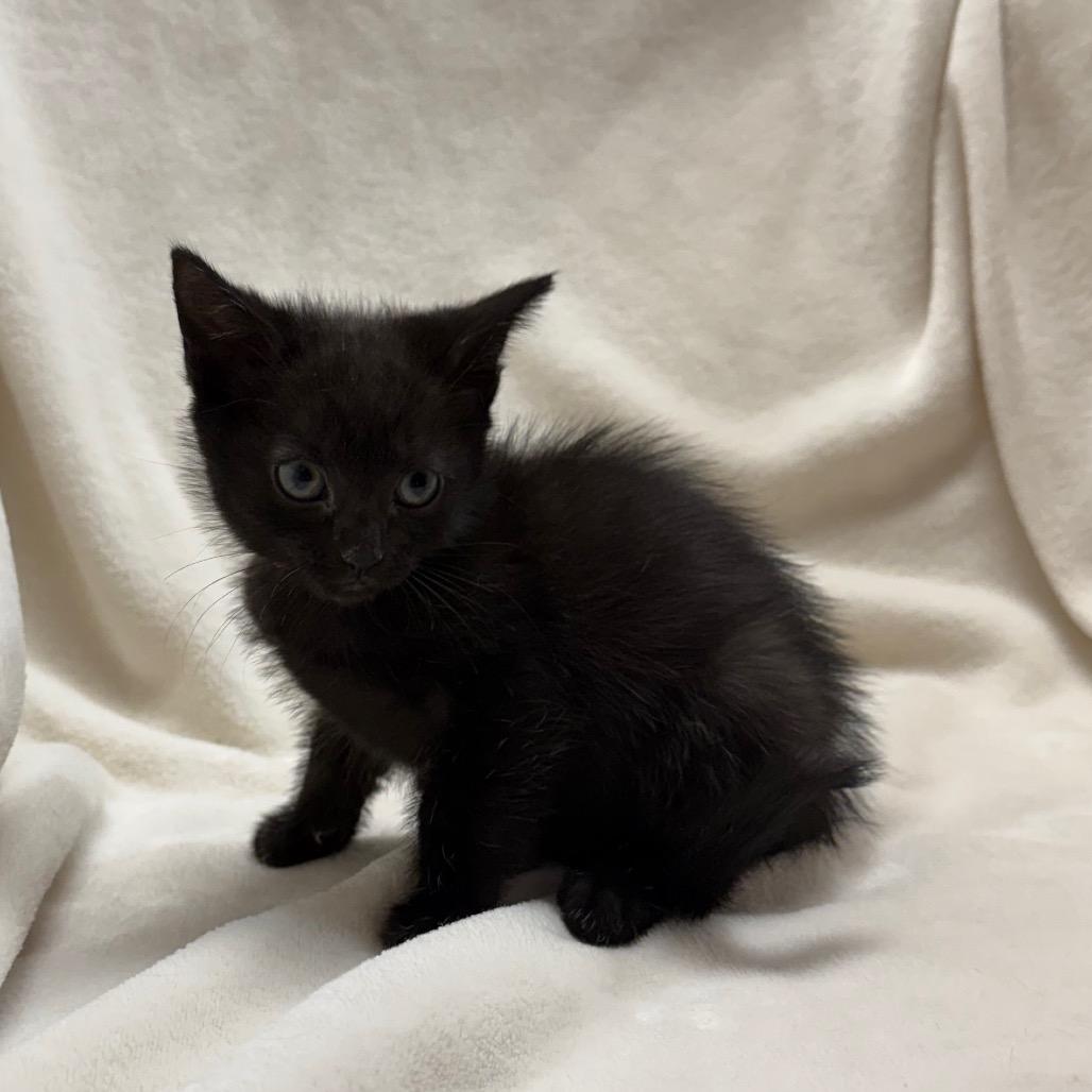 Enlarge Dr. Perky, a Adoptable Domestic Short Hair in Troy, VA image 3/3