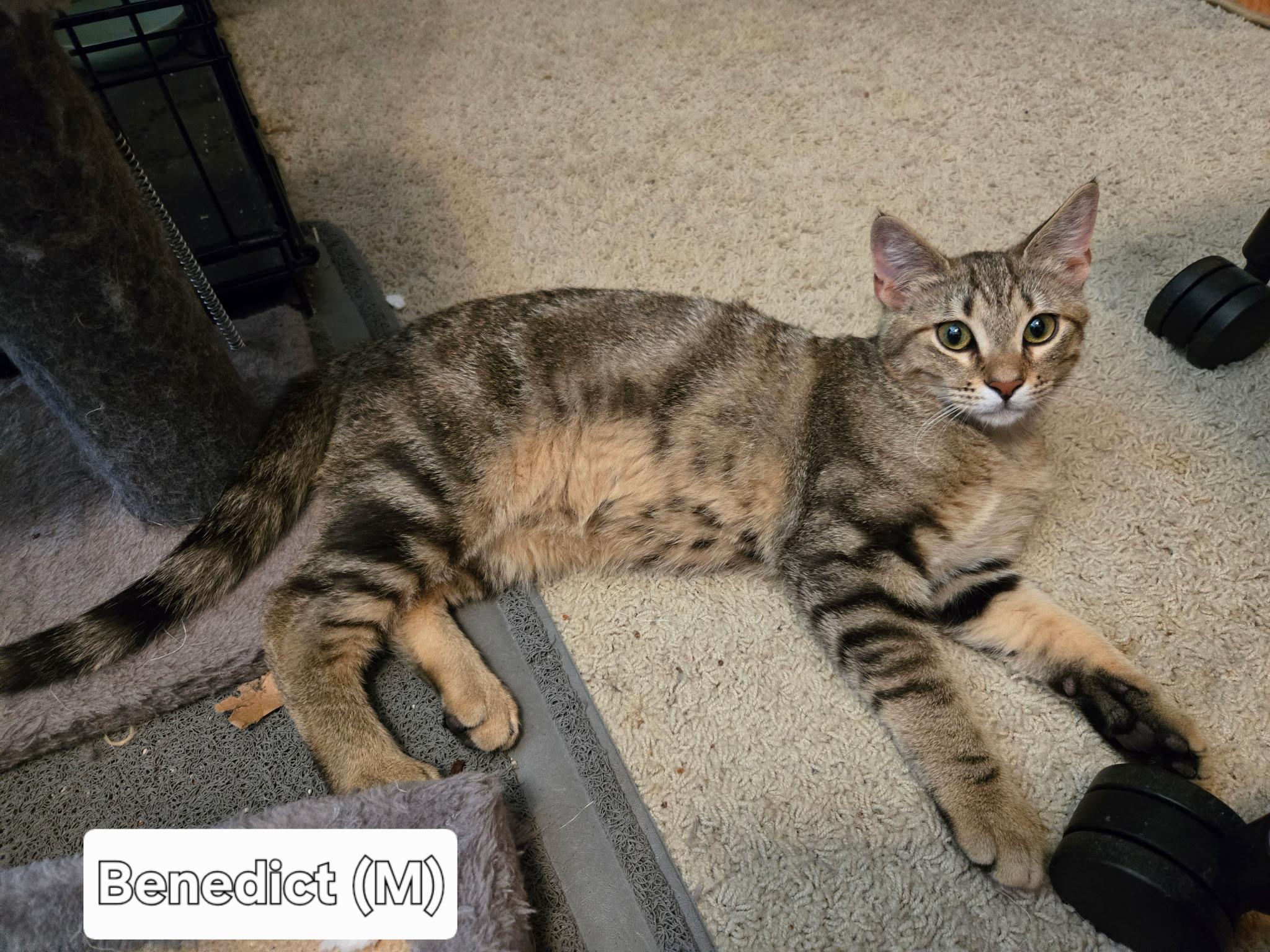 Benedict, Adoptable, Kitten Male Domestic Short Hair.