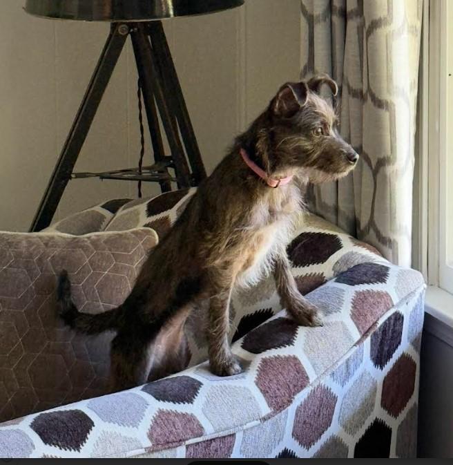 Clover, adoptable, Young Female Chihuahua & Wire Fox Terrier.