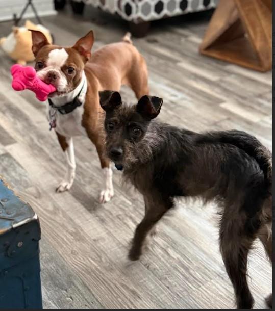 Enlarge Clover, an adoptable mixed breed in Sheboygan, WI image 4/4