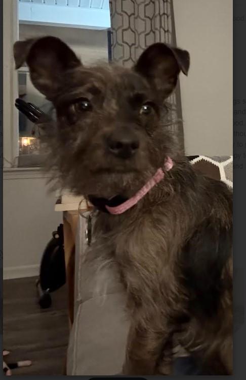 Enlarge Clover, an adoptable mixed breed in Sheboygan, WI image 2/4