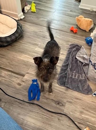 Enlarge Clover, an adoptable mixed breed in Sheboygan, WI image 3/4