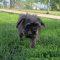 Enlarge Little Luna, a ADOPTABLE mixed breed in Elizabeth, IL image 1/1