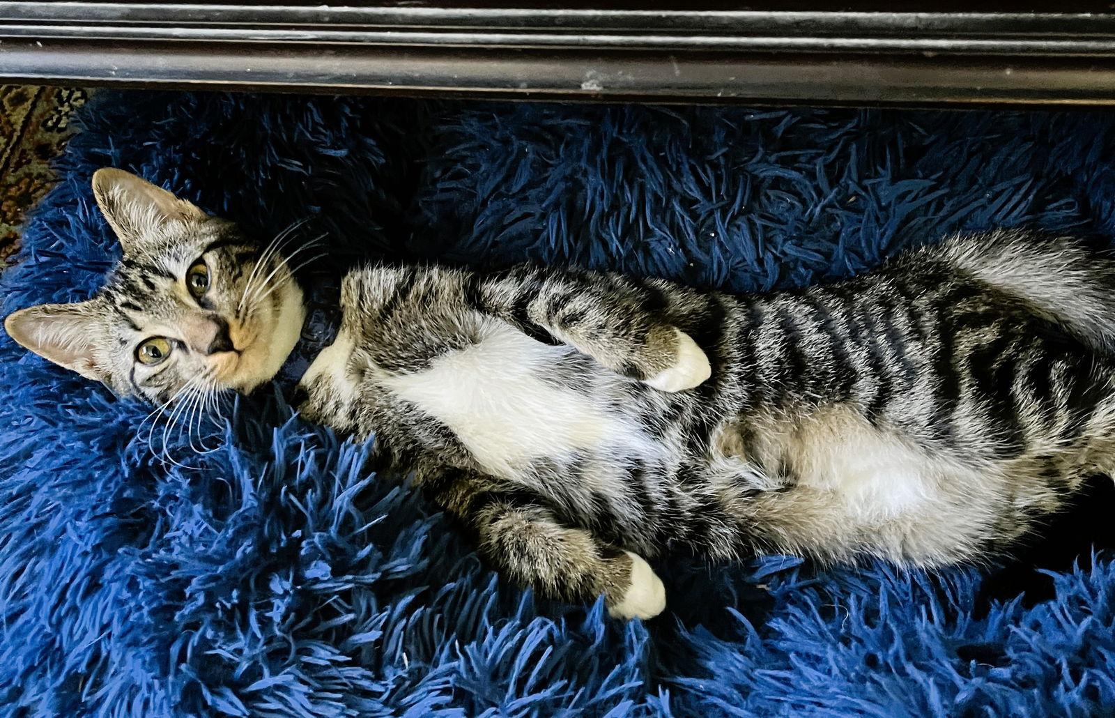 Blue Boy, Adoptable, Kitten Male Domestic Short Hair & Tabby.