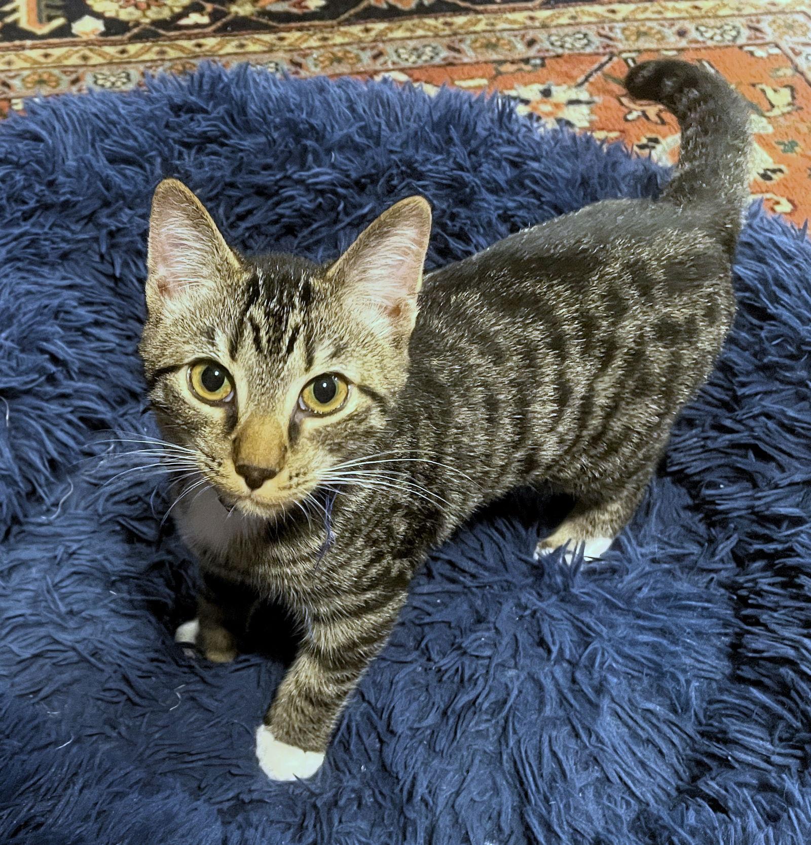 Enlarge Blue Boy, a Adoptable mixed breed in Lighthouse Point, FL image 2/3