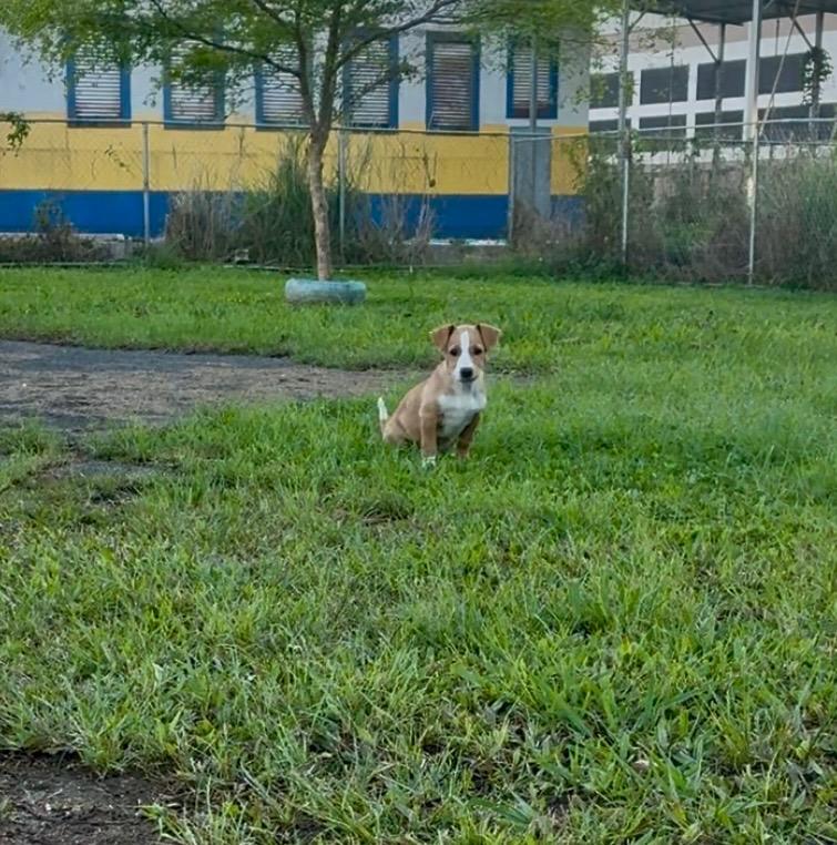 Enlarge Clyde, a ADOPTABLE mixed breed in Virginia Beach, VA image 5/5