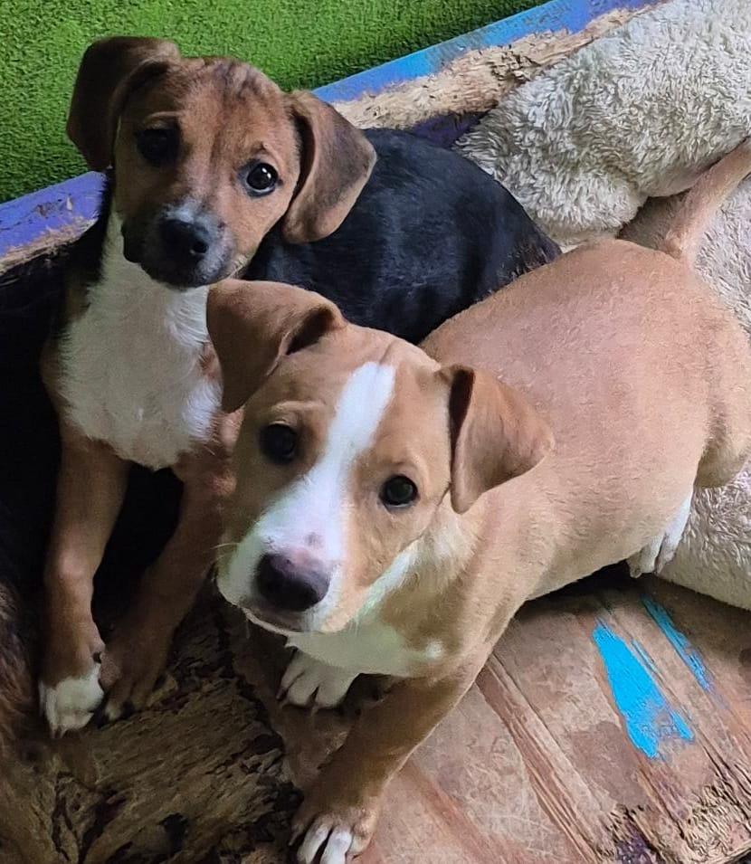 Enlarge Clyde, a ADOPTABLE mixed breed in Virginia Beach, VA image 2/5