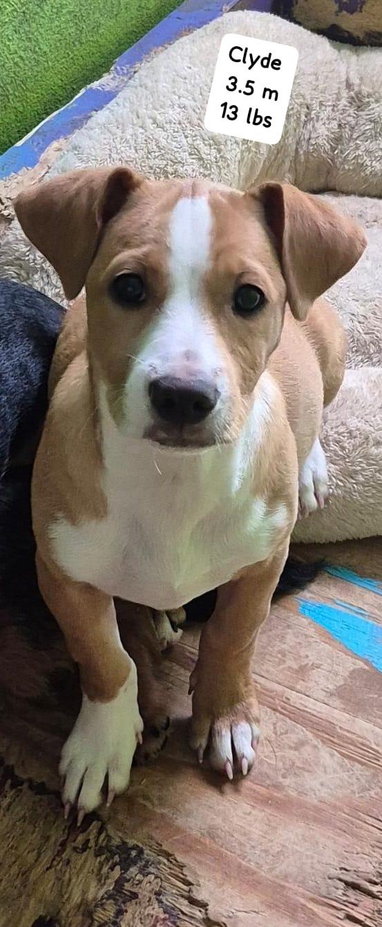 Enlarge Clyde, a ADOPTABLE mixed breed in Virginia Beach, VA image 1/5