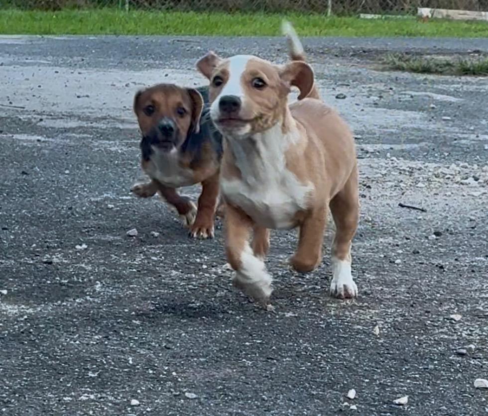 Enlarge Clyde, a ADOPTABLE mixed breed in Virginia Beach, VA image 3/5
